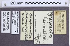 Etiketten zu Pyrapractus fairmairei (Fleutiaux, 1929) (NHMW-ZOO-COL-0008515)